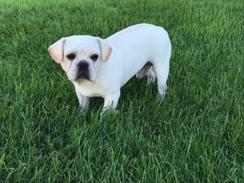 French Bulldog Puppies For Sale in Indiana & Chicago ...