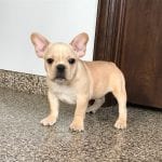 French Bulldog Puppies For Sale in Indiana & Chicago ...