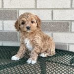 Cockapoo Puppies For Sale in Indiana, Ohio & Chicago | Family Puppies