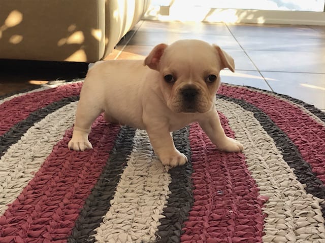 French Bulldog Puppies For Sale in Indiana & Chicago ...