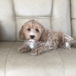 Cockapoo Puppies For Sale in Indiana, Ohio & Chicago | Family Puppies