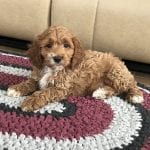 Cockapoo Puppies For Sale in Indiana, Ohio & Chicago | Family Puppies