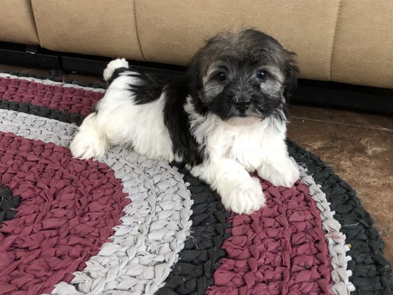 Havanese Puppies For Sale & Breeders in Cincinnati Ohio ...