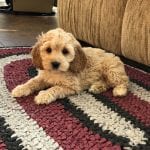 Cockapoo Puppies For Sale in Indiana, Ohio & Chicago | Family Puppies