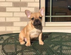 History of French Bulldogs