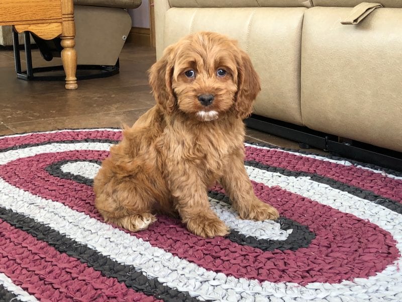 Cockapoo Puppies For Sale in Indiana, Ohio & Chicago | Family Puppies