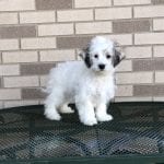 Coton De Tulear Breeders & Puppies For Sale in Indiana | Family Puppies