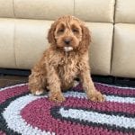 Cockapoo Puppies For Sale in Indiana, Ohio & Chicago | Family Puppies