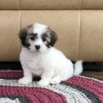 Havanese Puppies For Sale & Breeders in Cincinnati Ohio & Indiana ...