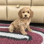 Cockapoo Puppies For Sale in Indiana, Ohio & Chicago | Family Puppies