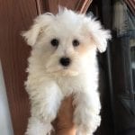 Havanese Puppies For Sale & Breeders in Cincinnati Ohio & Indiana ...