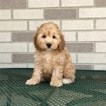 Cockapoo Puppies For Sale in Indiana, Ohio & Chicago | Family Puppies