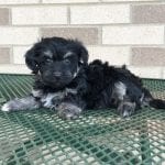 Havanese Puppies For Sale & Breeders in Cincinnati Ohio & Indiana ...