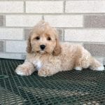 Cockapoo Puppies For Sale in Indiana, Ohio & Chicago | Family Puppies