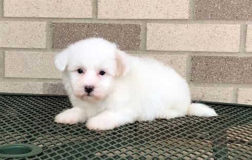 Coton de Tulear Puppy