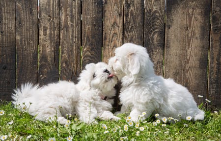 two coton de tulear puppies playing and kissing