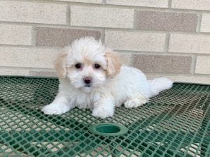 8 Training Tips for Coton de Tulear Puppies | Family Puppies