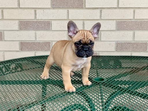 Expert Tips for Training a French Bulldog Puppy | Family Puppies