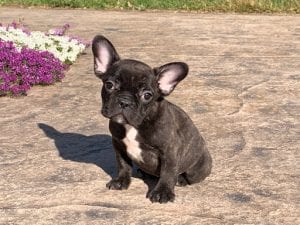 Are French Bulldogs Good with Kids?