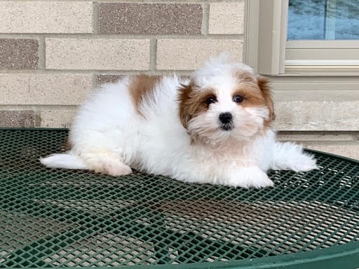 Havanese Puppies For Sale & Breeders in Cincinnati Ohio & Indiana ...