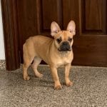 French Bulldog Puppies For Sale in Indiana & Chicago ...