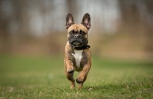 Exercising Your French Bulldog