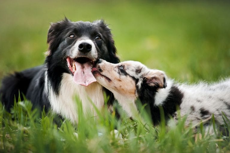 How to Help Your Dogs Get Along | Family Puppies