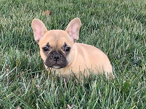 French Bulldog Puppies For Sale in Indiana & Chicago | Family Puppies