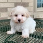 Havanese Puppies For Sale & Breeders in Cincinnati Ohio & Indiana ...