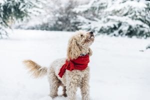 How to Walk Your Pooton in the Winter