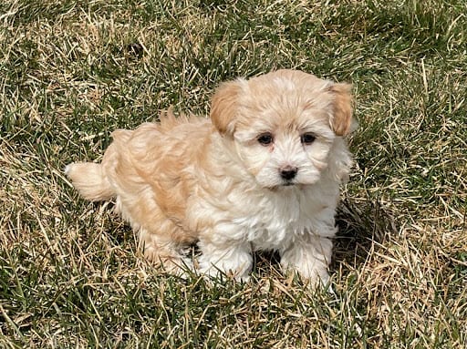 Purebred Havanese Puppies for Sale | Family Puppies