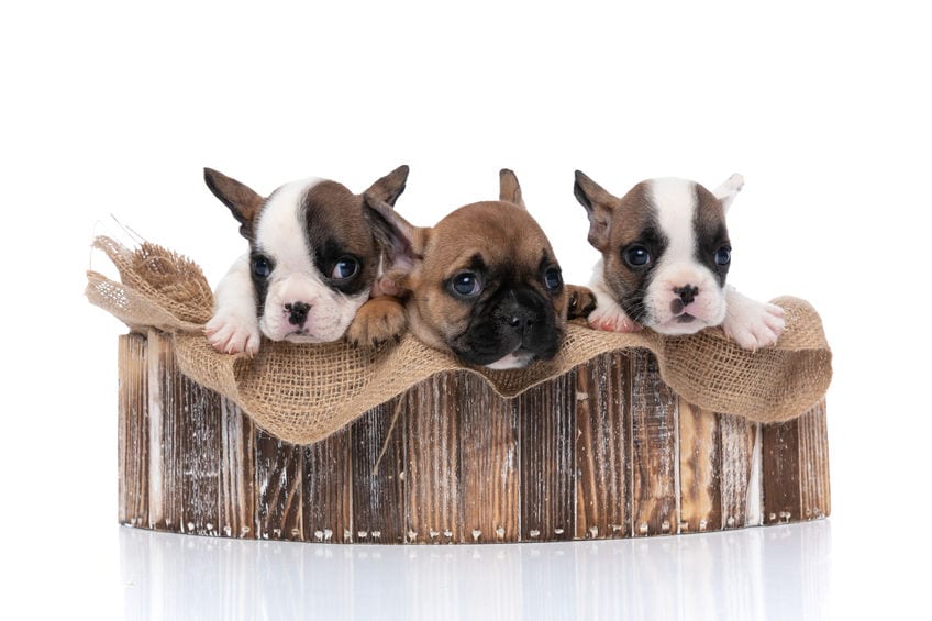 The Ultimate Dog Adoption Guide Family Puppies