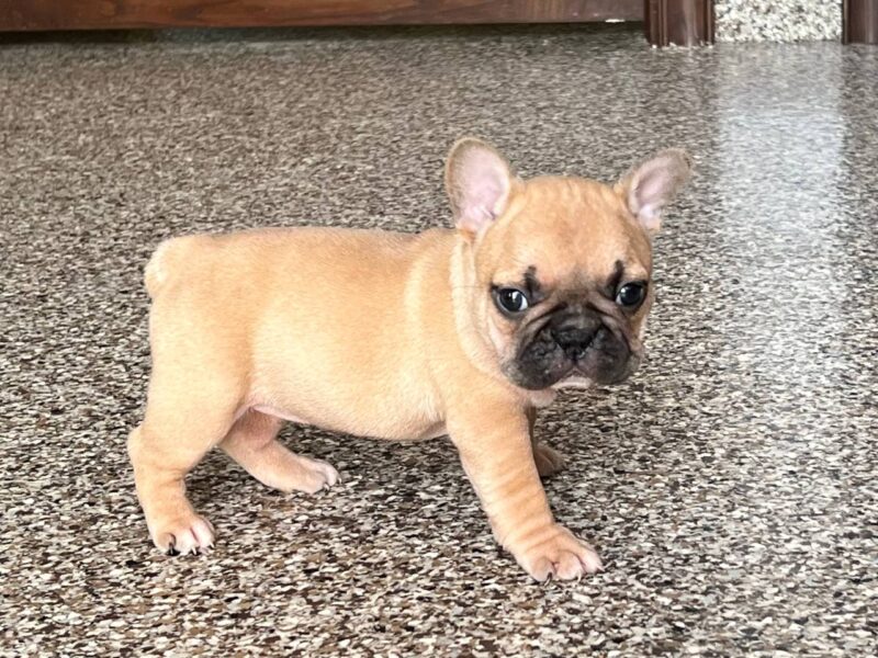 French Bulldog Puppies For Sale in Indiana & Chicago | Family Puppies