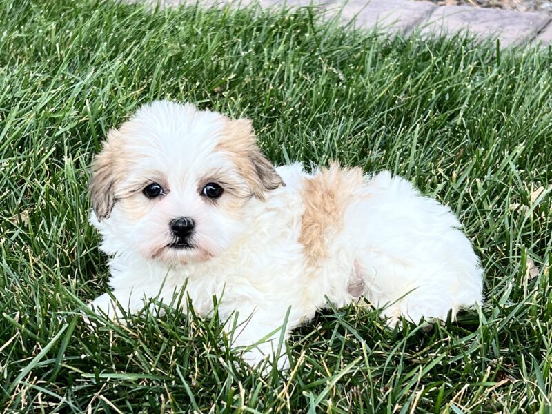 Coton De Tulear Breeders & Puppies For Sale in Indiana | Family Puppies