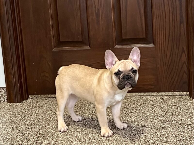 French Bulldog Puppies for Sale | Family Puppies