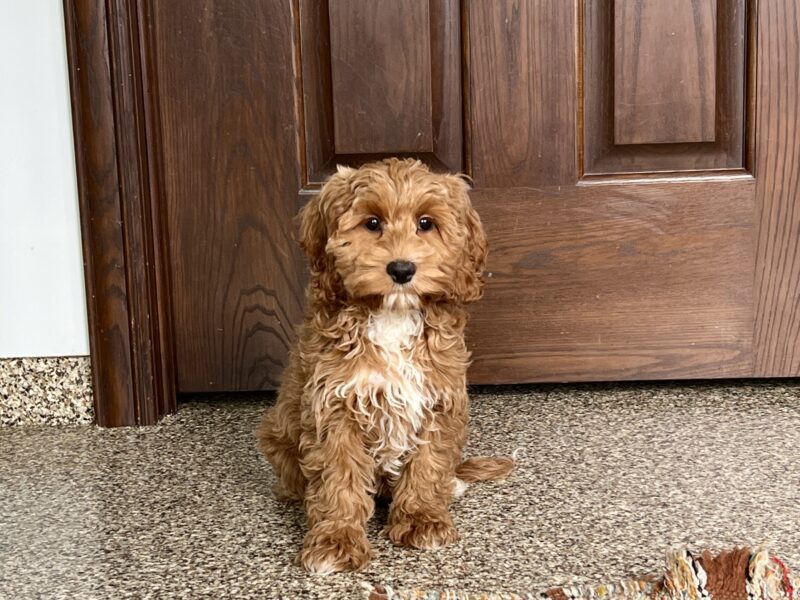 Cockapoo Puppies For Sale in Indiana & Ohio | Family Puppies