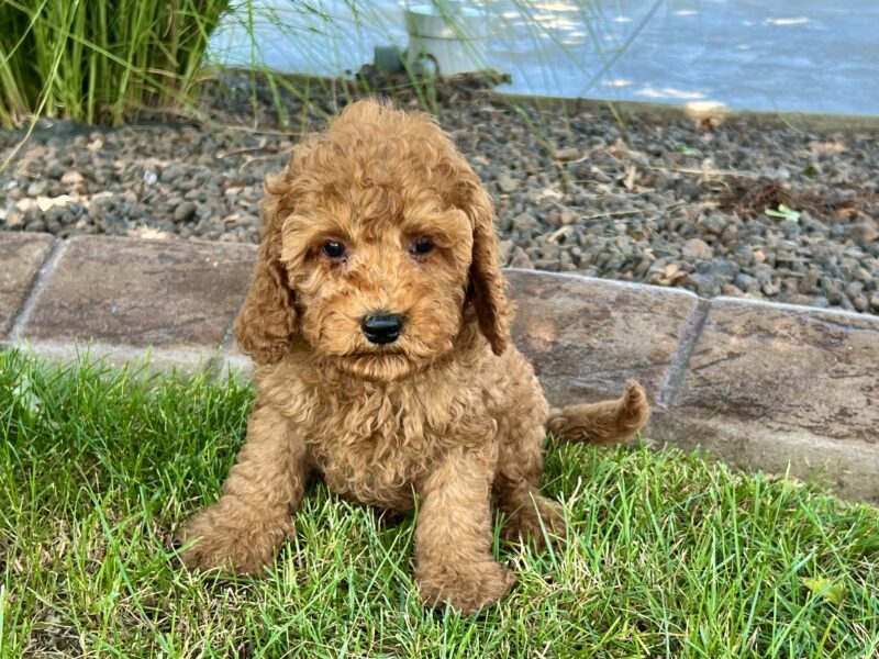 Cockapoo Puppies For Sale in Indiana & Ohio | Family Puppies