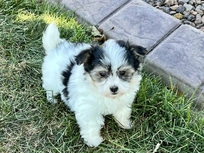 Havanese Puppies For Sale & Breeders in Cincinnati Ohio & Indiana ...