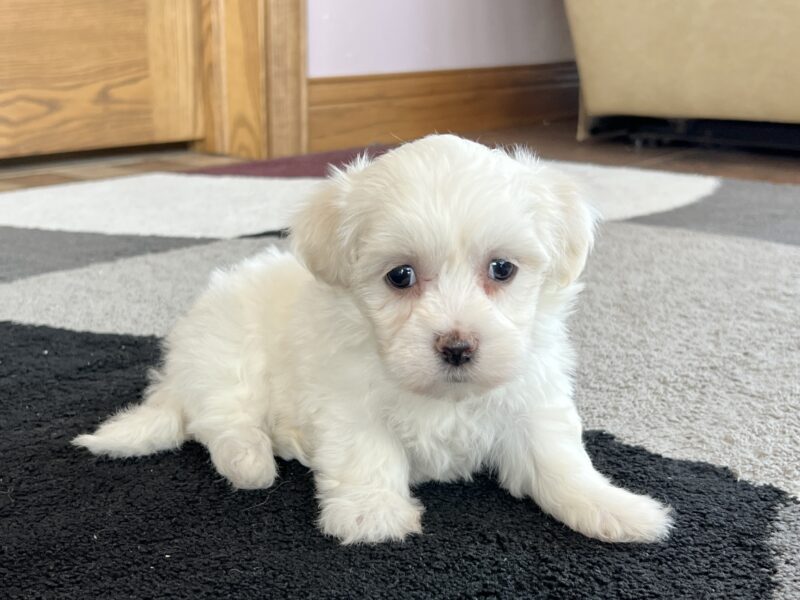 Coton De Tulear Breeders & Puppies For Sale in Indiana | Family Puppies