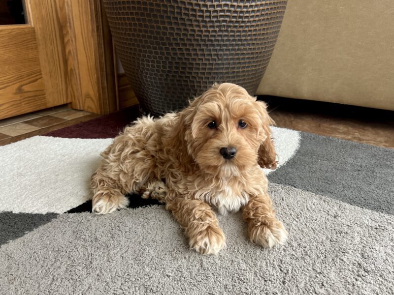 Kc registered cockapoo 2024 puppies for sale