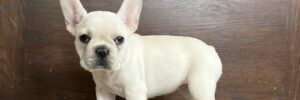 A female French Bulldog from Family Puppies.