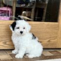 Havanese Puppies For Sale & Breeders in Cincinnati Ohio & Indiana ...