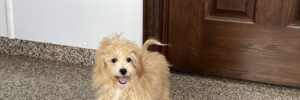 Trixie, a female Pooton, sits in front of a door