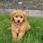 A Cockapoo sitting on some grass.