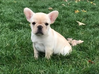 White and Light Beige French Bulldog sitting on grass