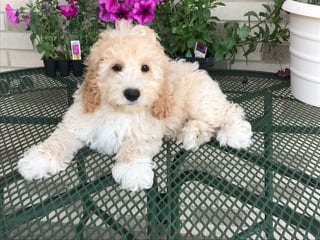 White and Beige Cockapoo sitting on an outdoor table