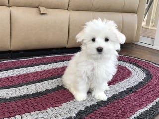 White Coton sitting on a colored carpet