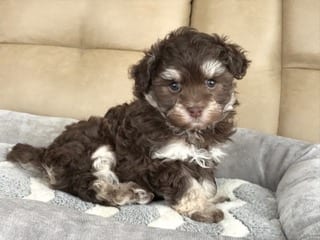 Dark Brown and White Havanese sitting on a couch