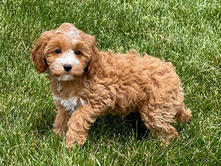 Brown Cavapoo playing on grass