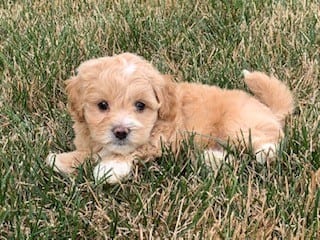 Light Brown Pooton sitting on grass